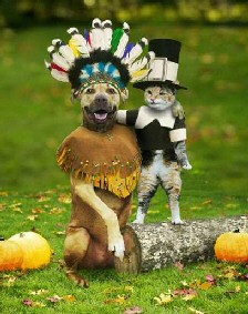 dog and cat